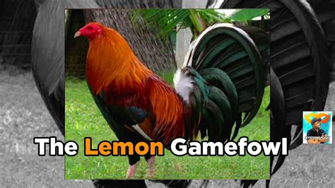 lemon gamefowl|Gamefowl Bloodline: The Lemon .